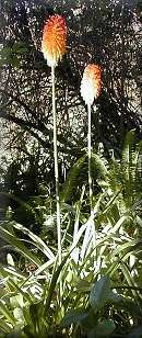 Red Hot Poker (Photo: Willie Jacobs)